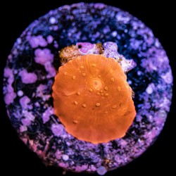 Red Mushroom - WYSIWYG Red Mushroom - WYSIWYG