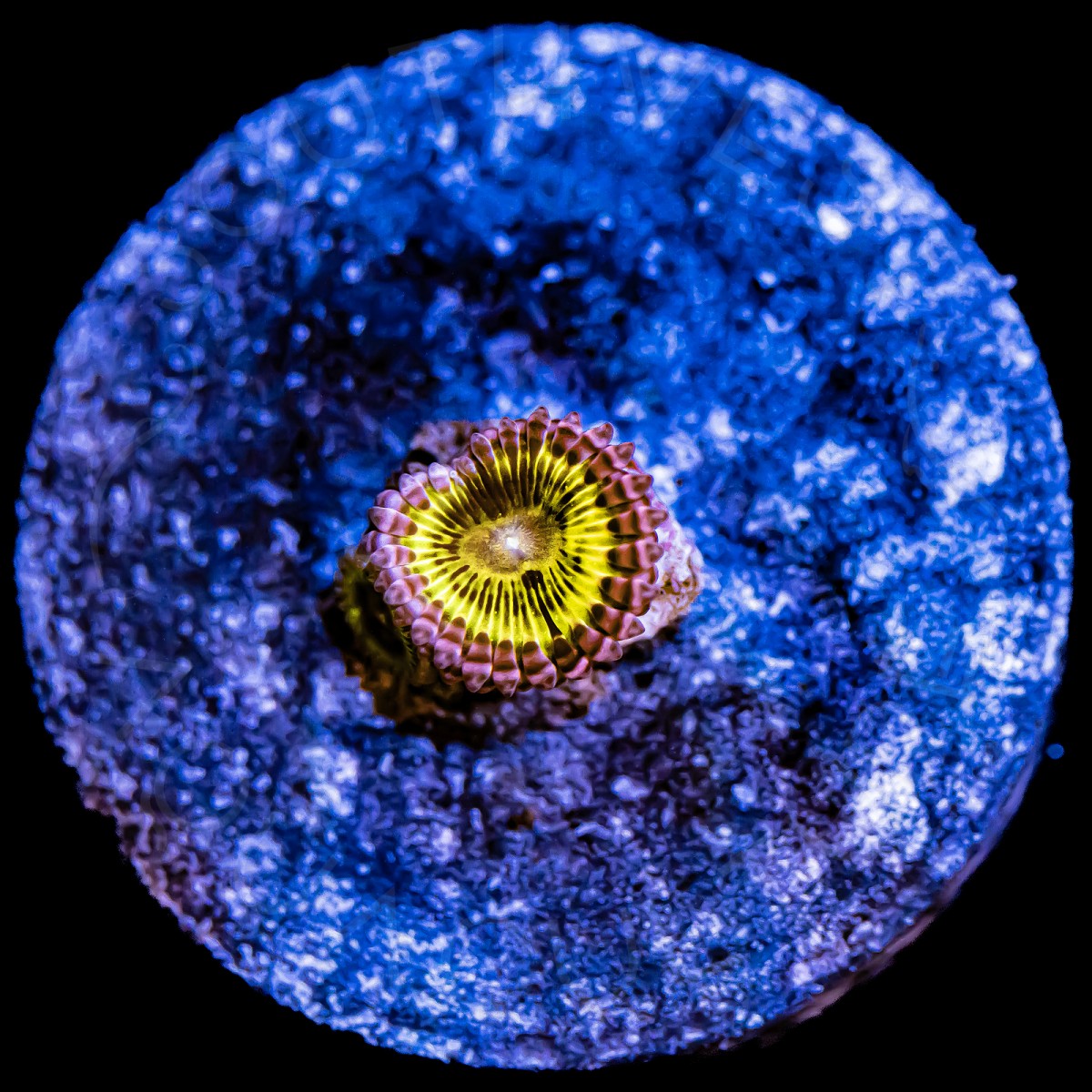 Pink Chiquita Zoanthid - WYSIWYG Pink Chiquita Zoanthid - WYSIWYG