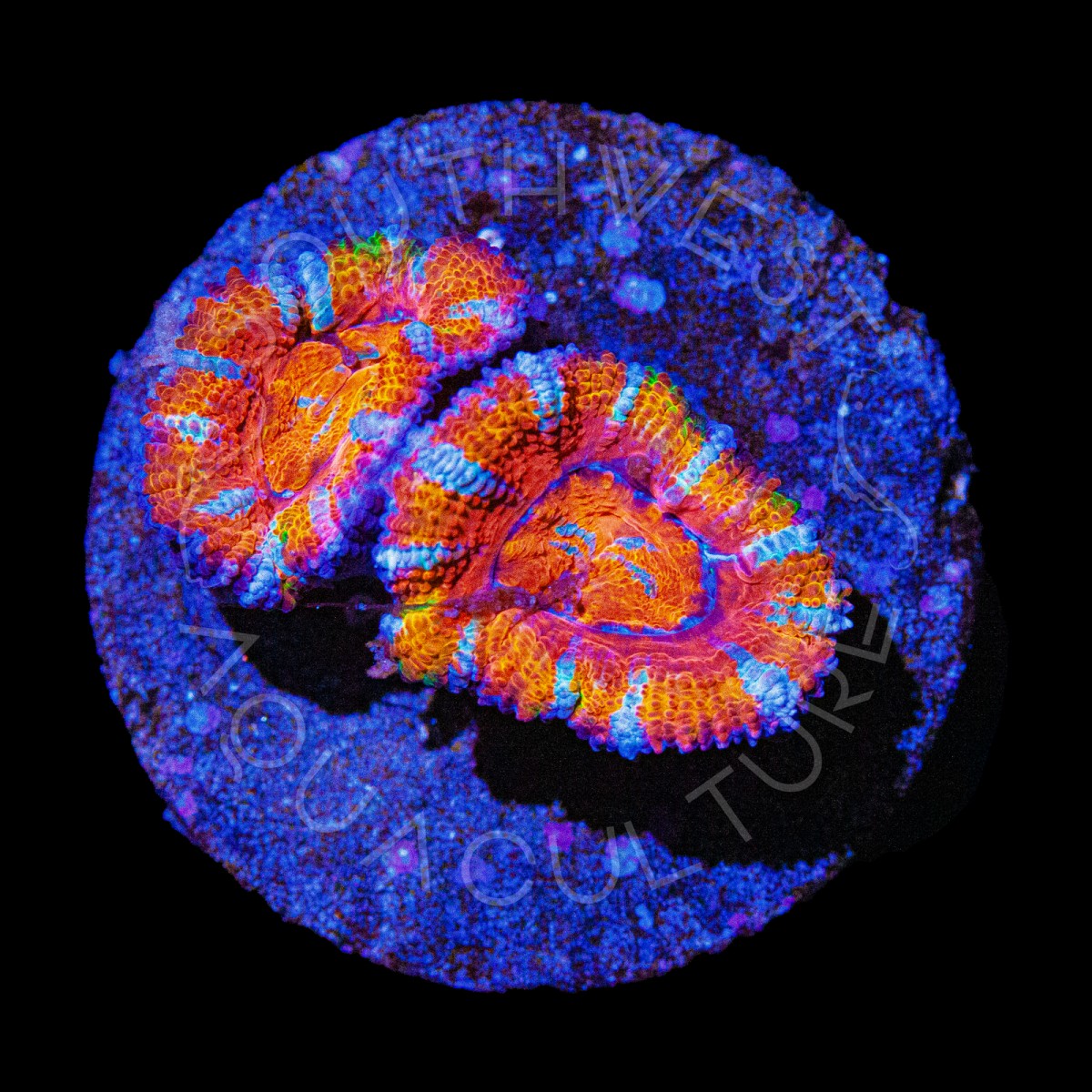 Rainbow Splice Lord - WYSIWYG