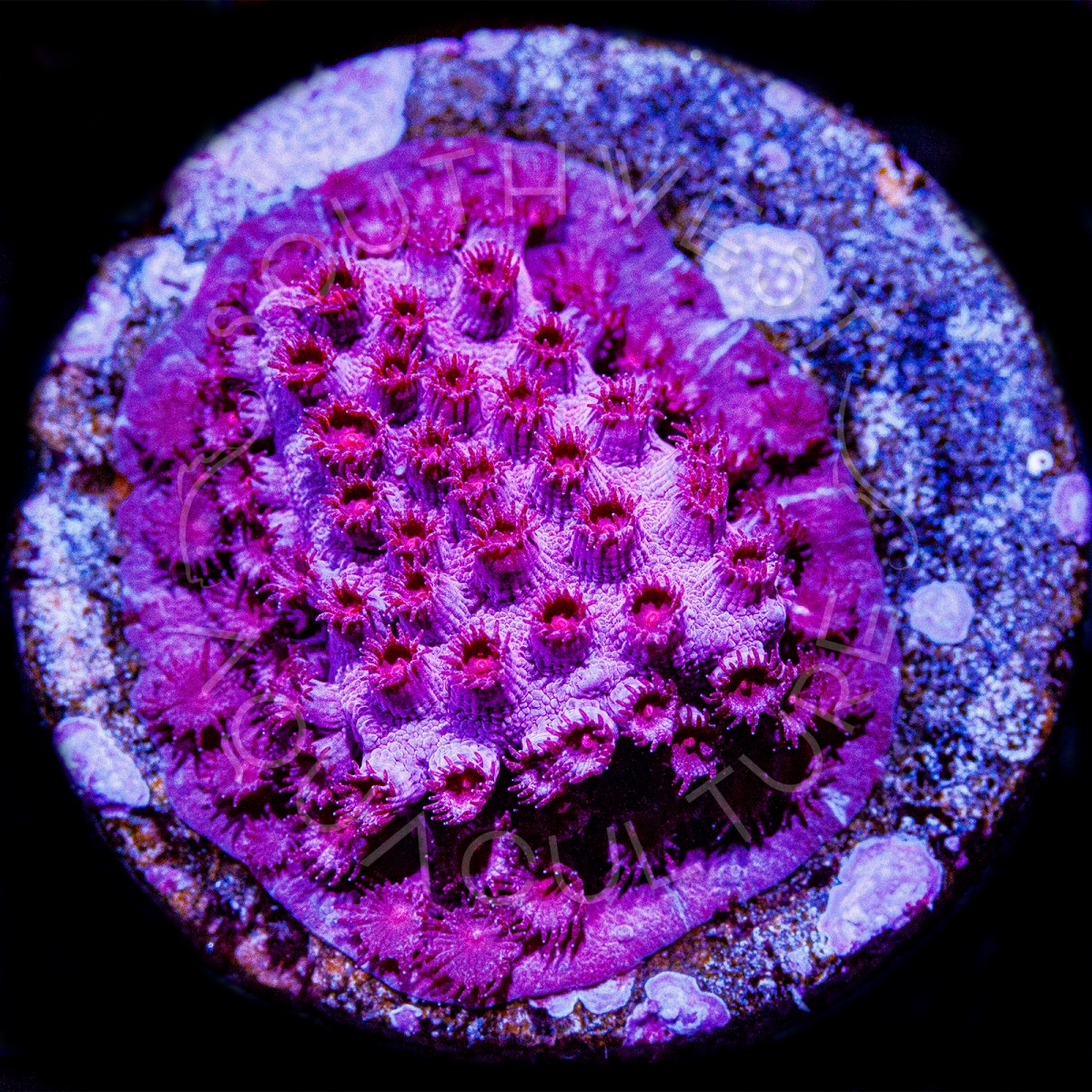 Rose Cyphastrea - WYSIWYG