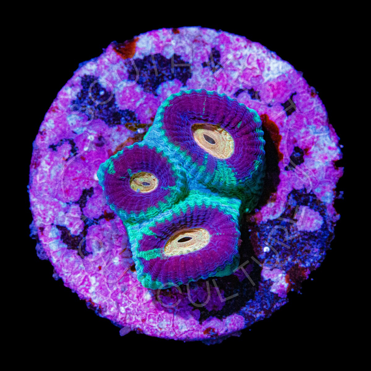 War Zone Favia 1 - WYSIWYG