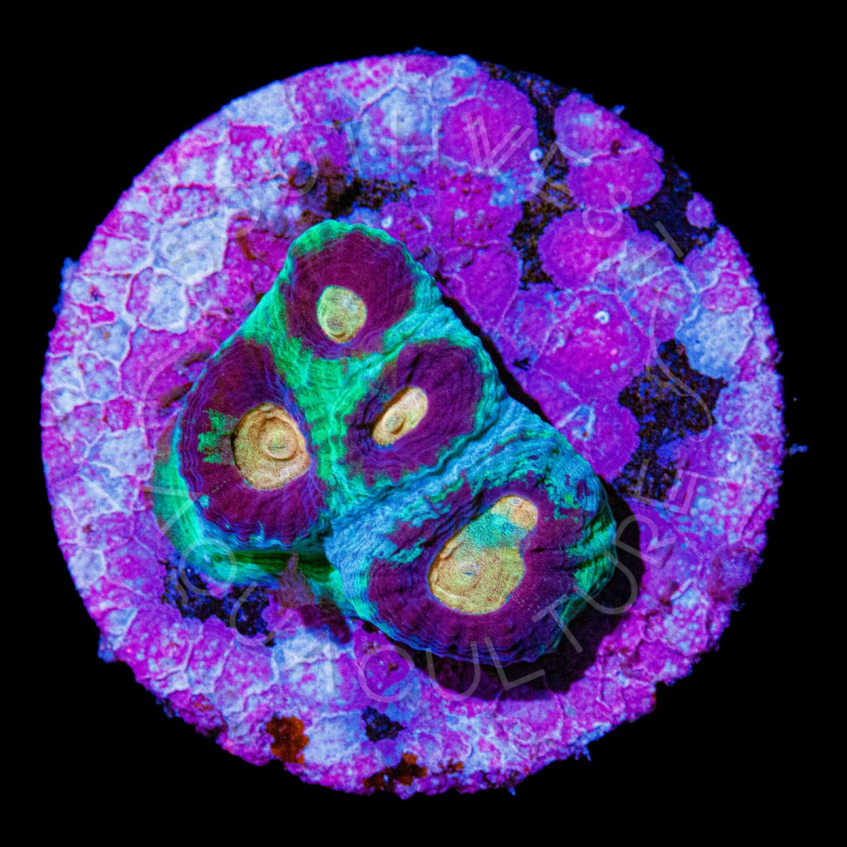 War Zone Favia 2 - WYSIWYG