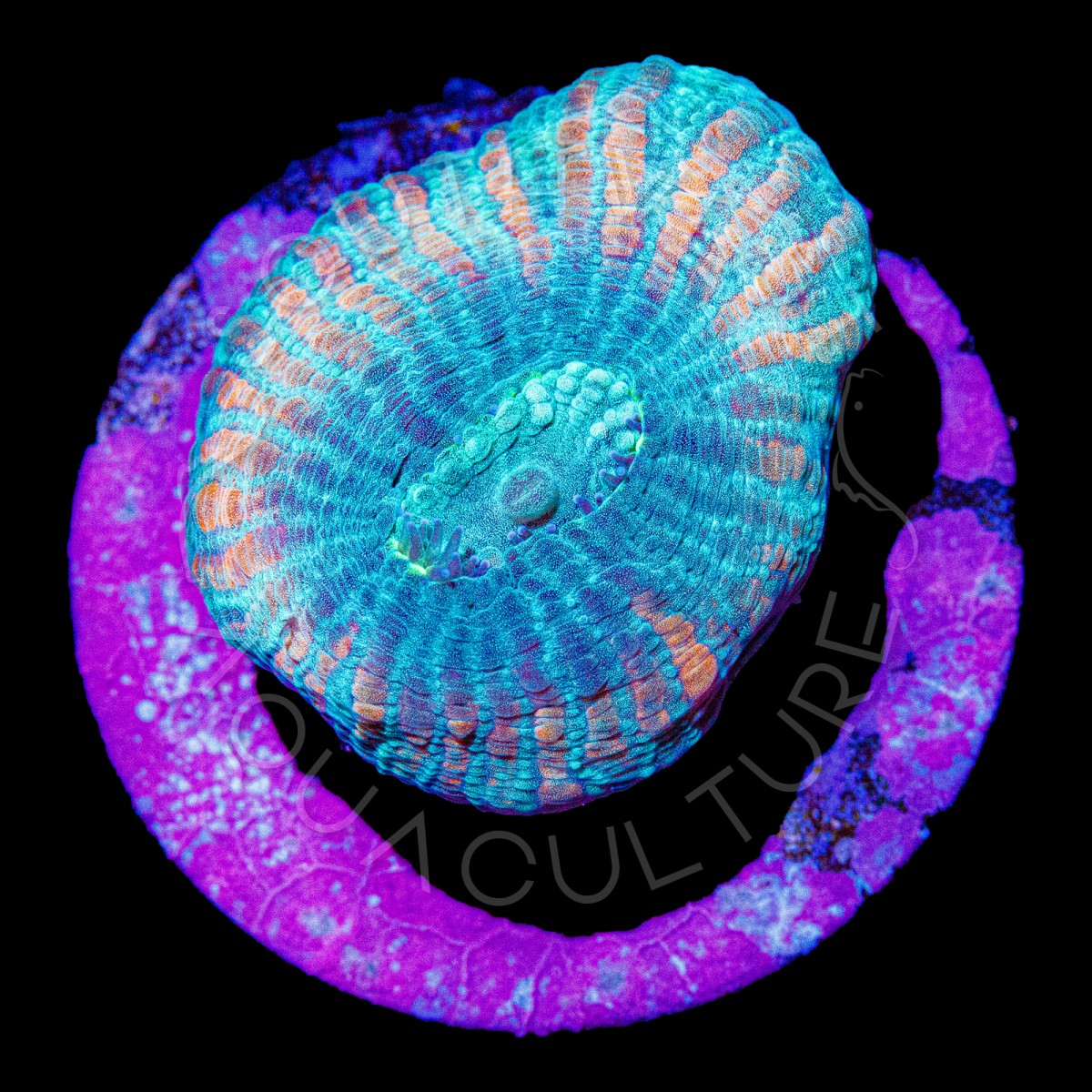 Warp Favia - WYSIWYG