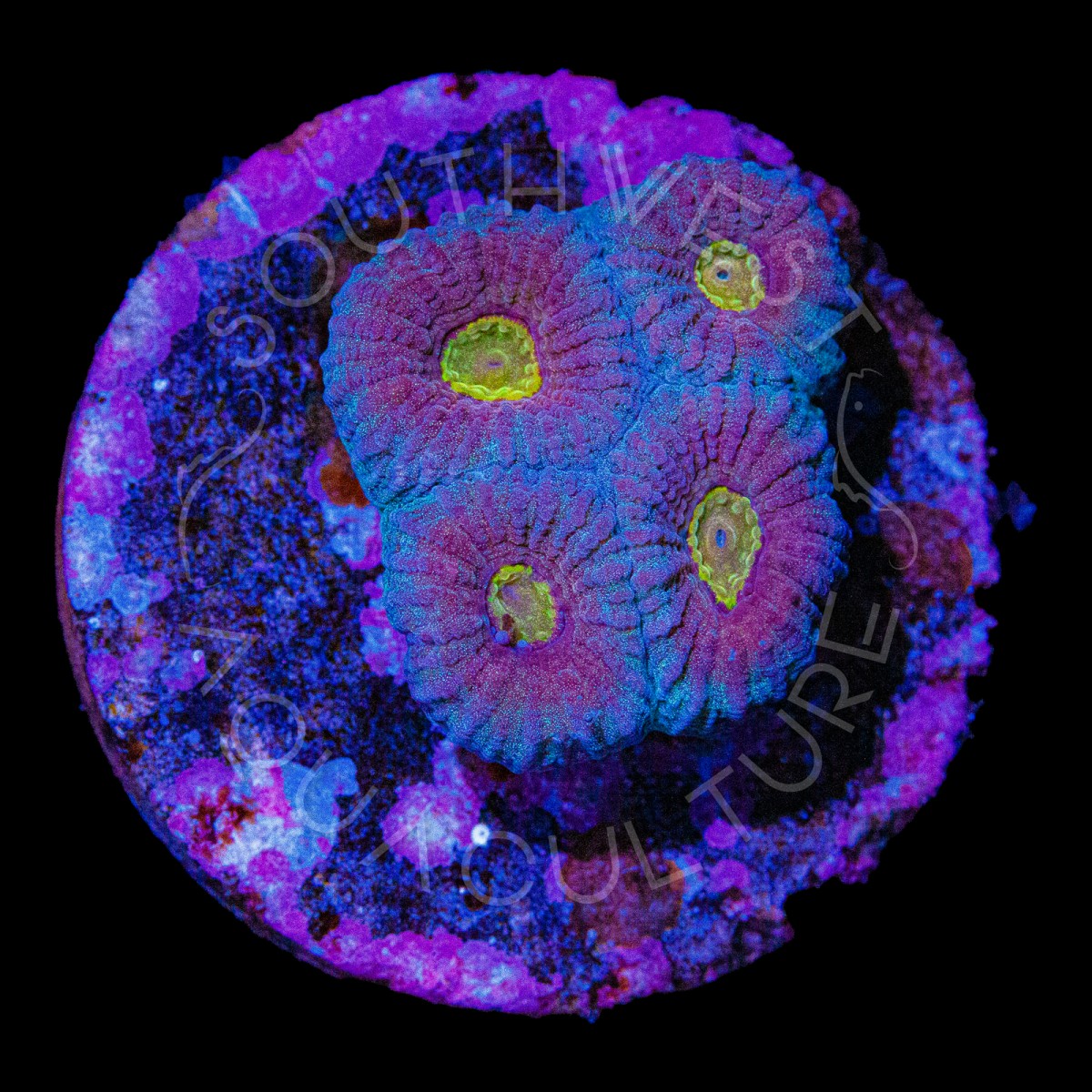 Fire Fight Favia - WYSIWYG