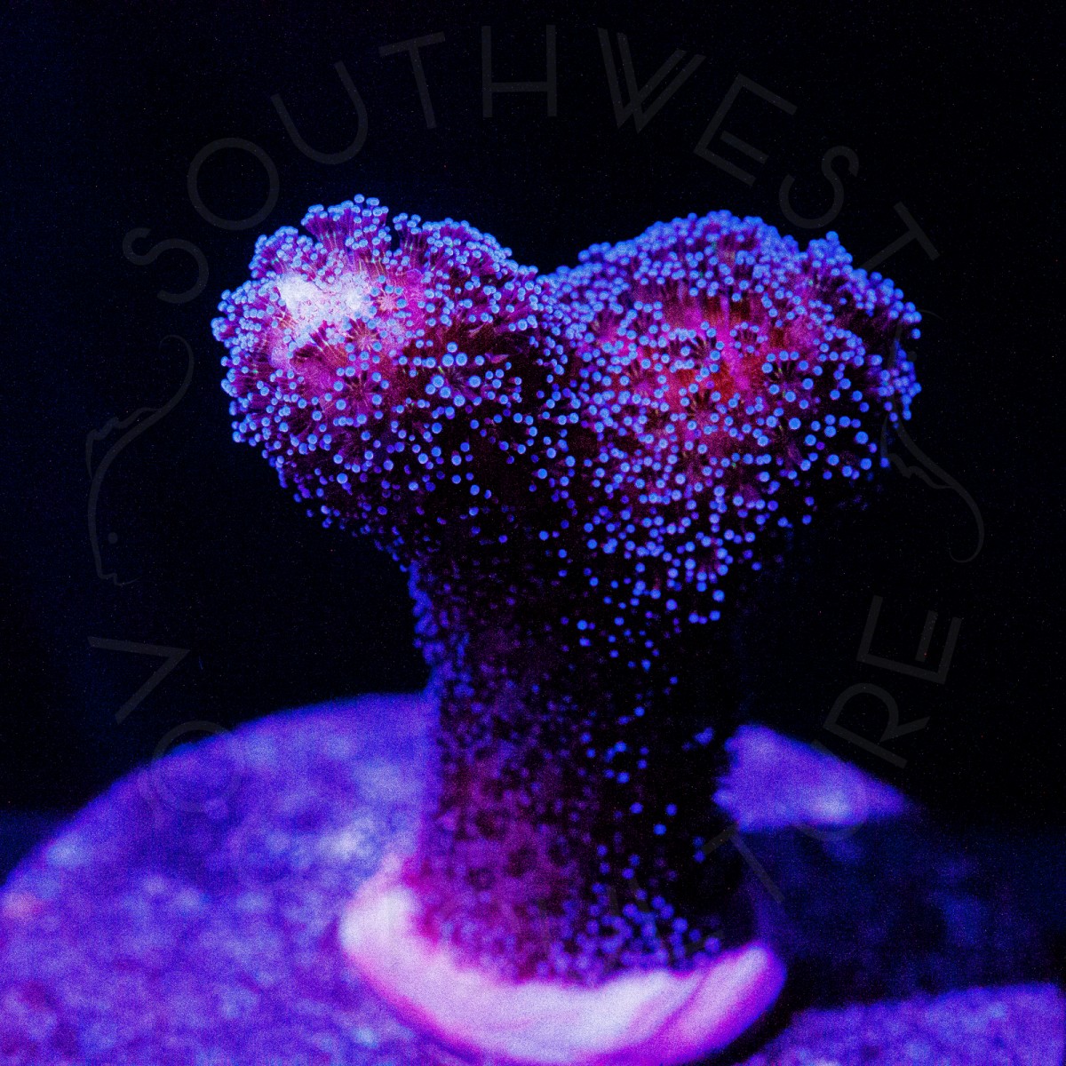 ORA Purple Stylo - WYSIWYG