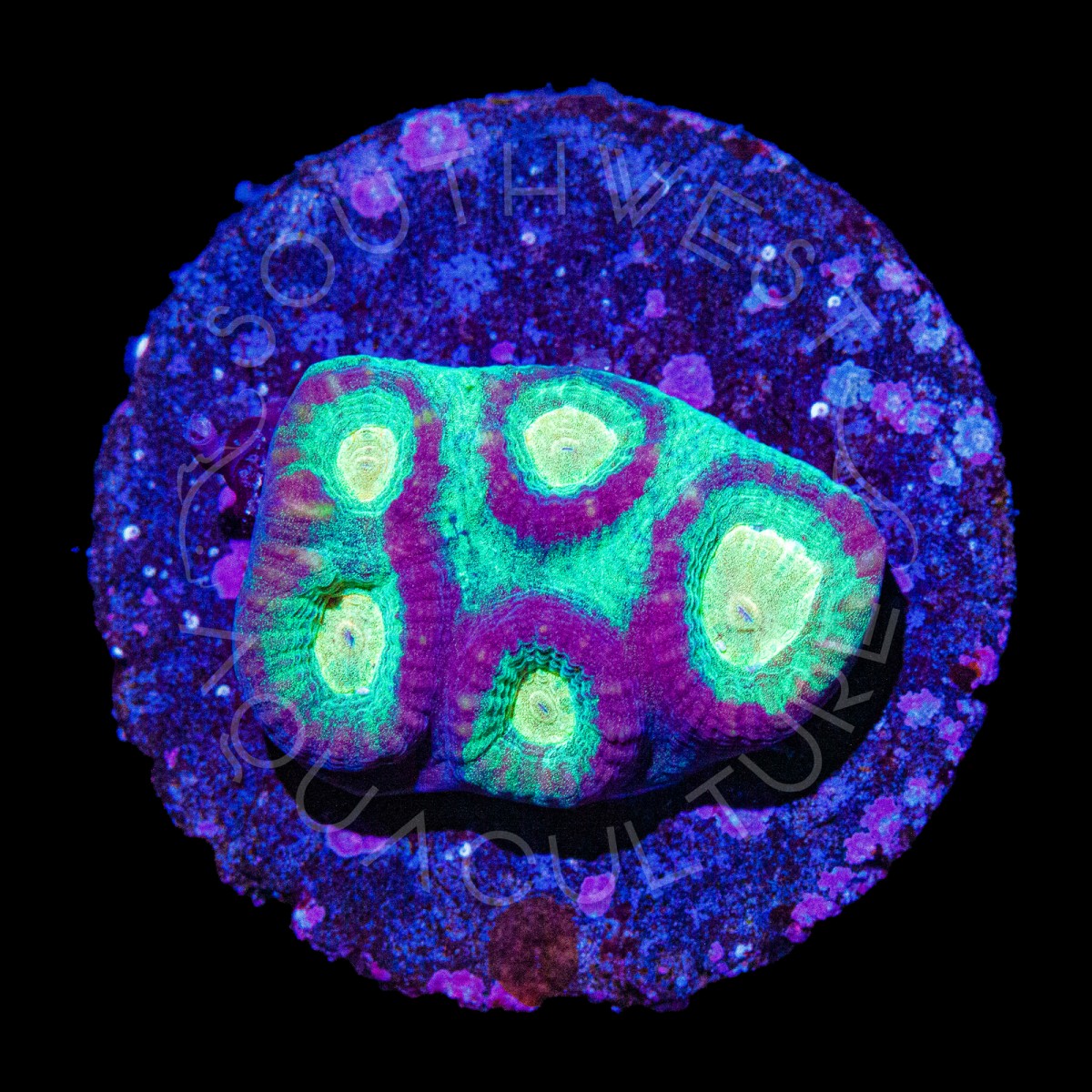 Star Shower Favia 2 - WYSIWYG