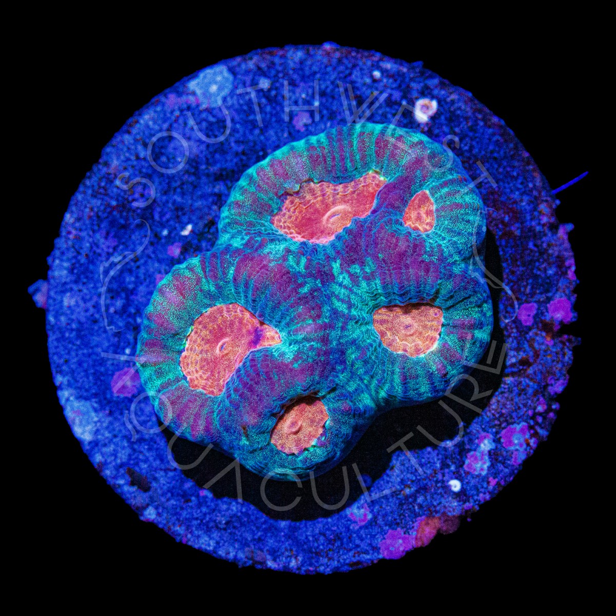 Wicked Flame Favia - WYSIWYG