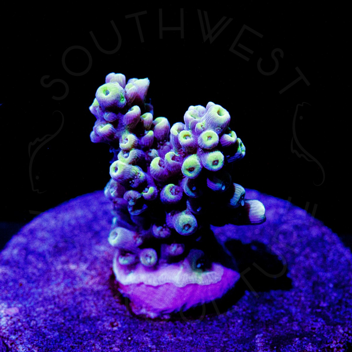 Wolverine Acro - WYSIWYG