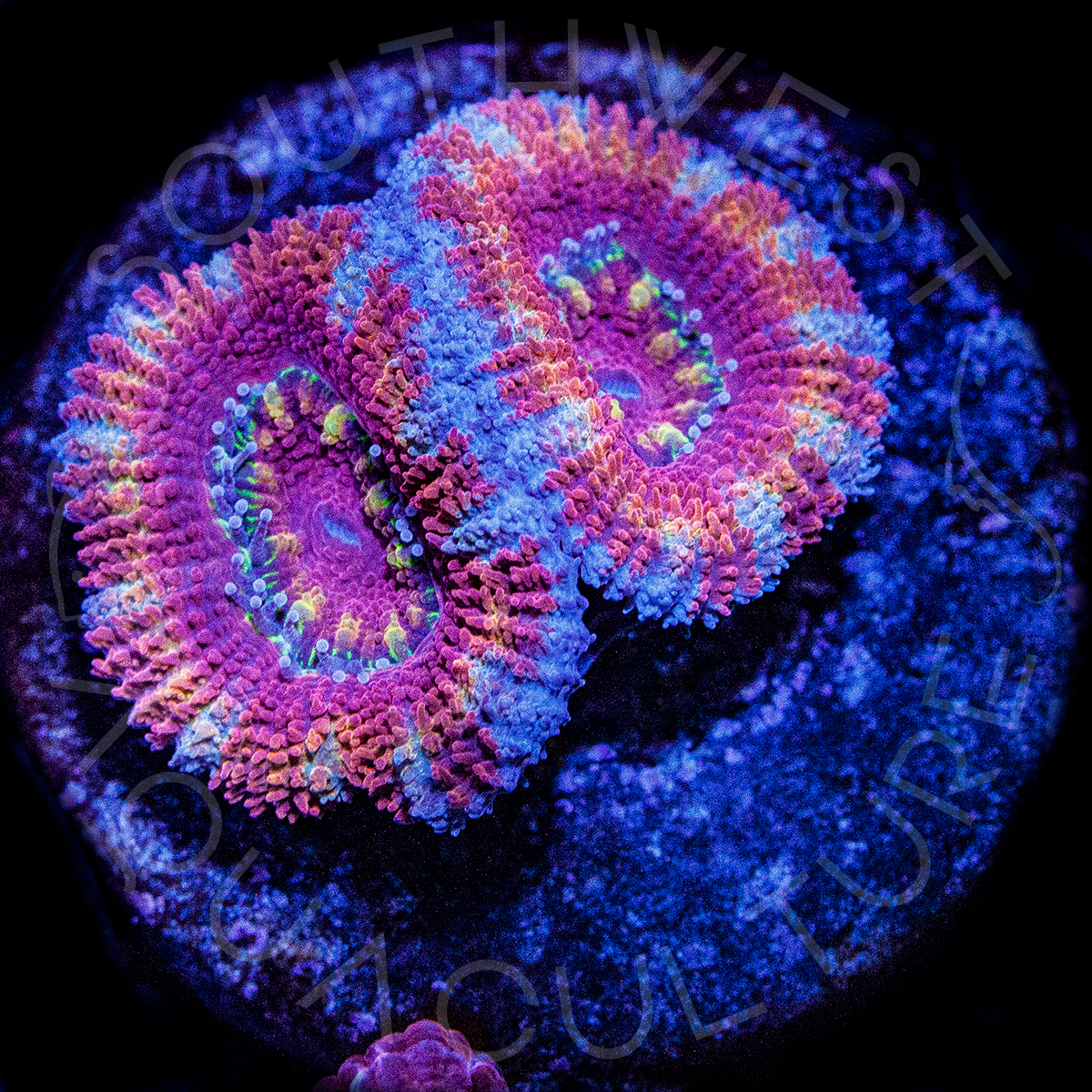 Ripley Micromussa Lord - WYSIWYG