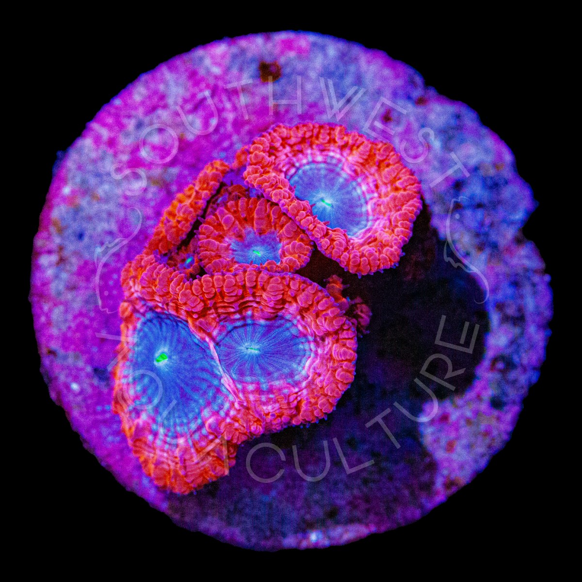 Sapphire Blasto - WYSIWYG