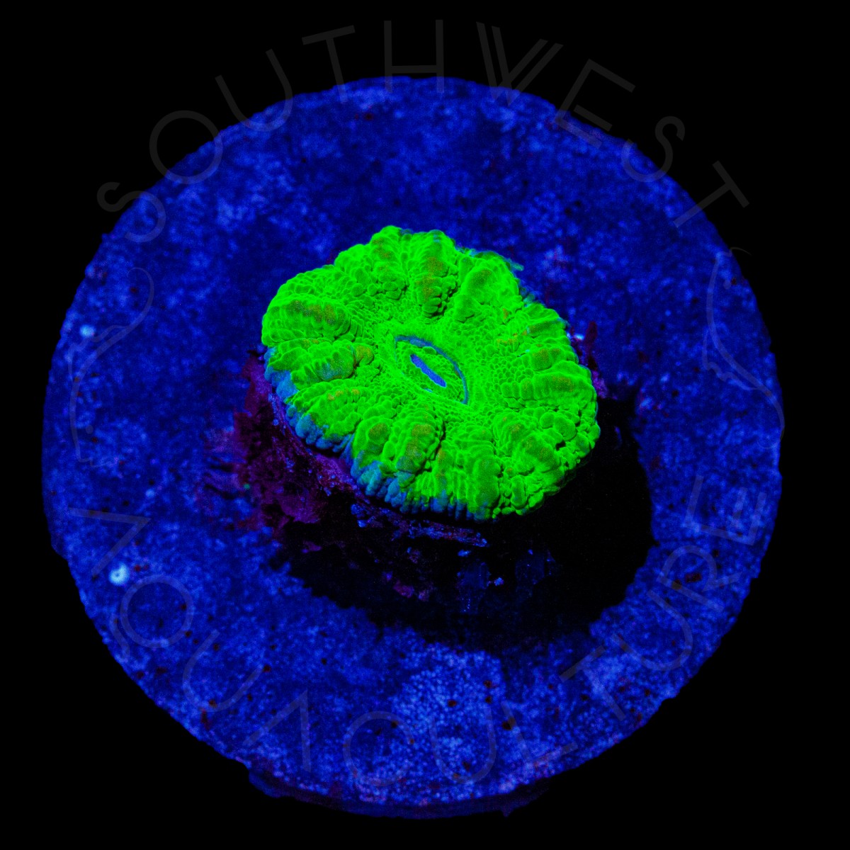 Neon Croc Island Scoly - WYSIWYG