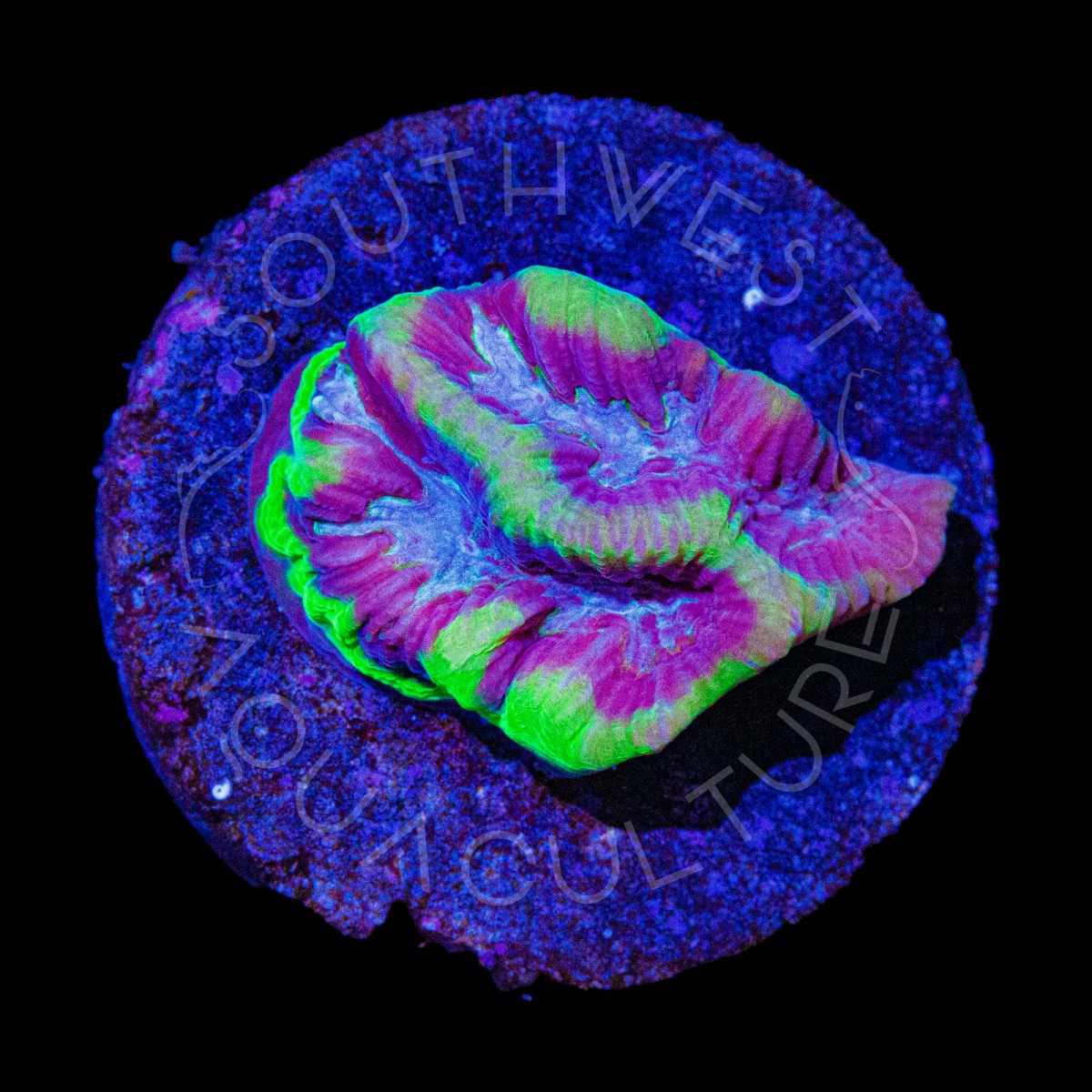 Blue Green Maze - WYSIWYG