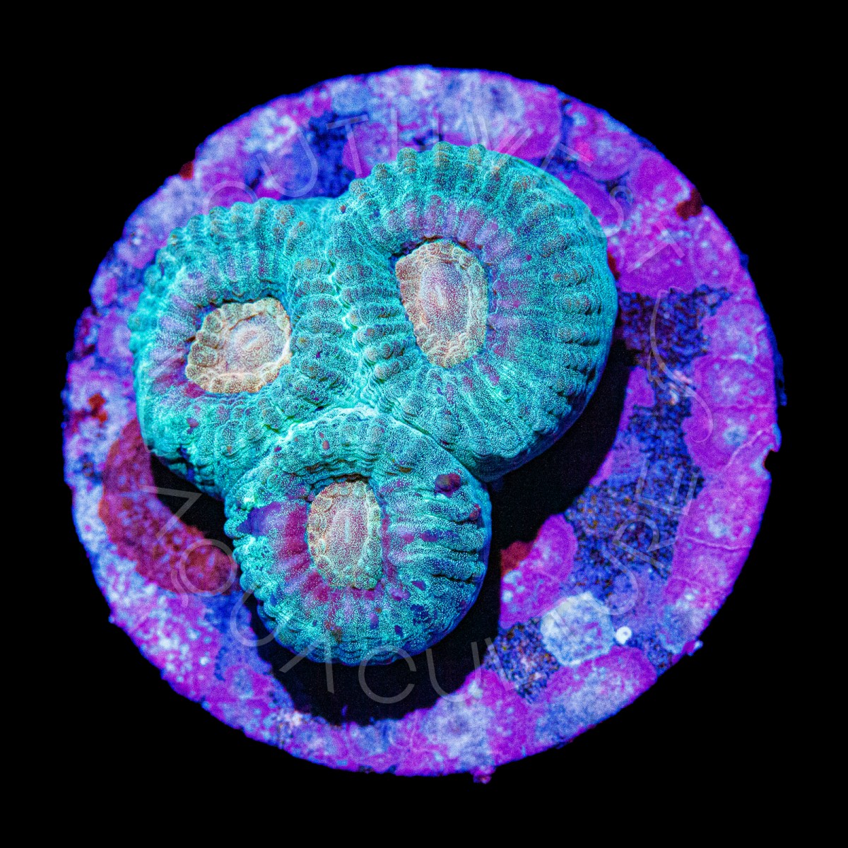 Gold Dust Favia - WYSIWYG