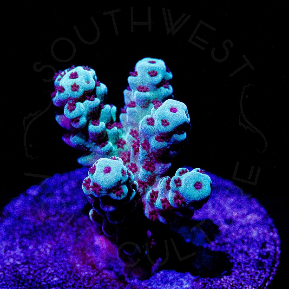 Mint Sarmentosa - WYSIWYG