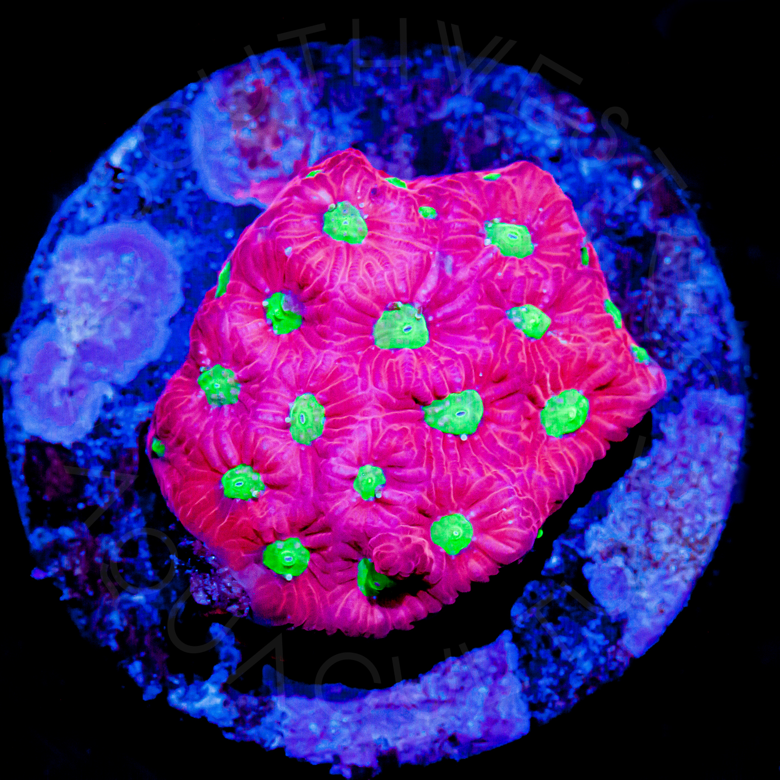 Hot Pink War Coral - WYSIWYG