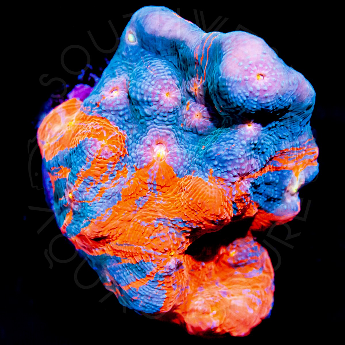 SWA Darwin's Special Chalice - 3/4 Inch Frag