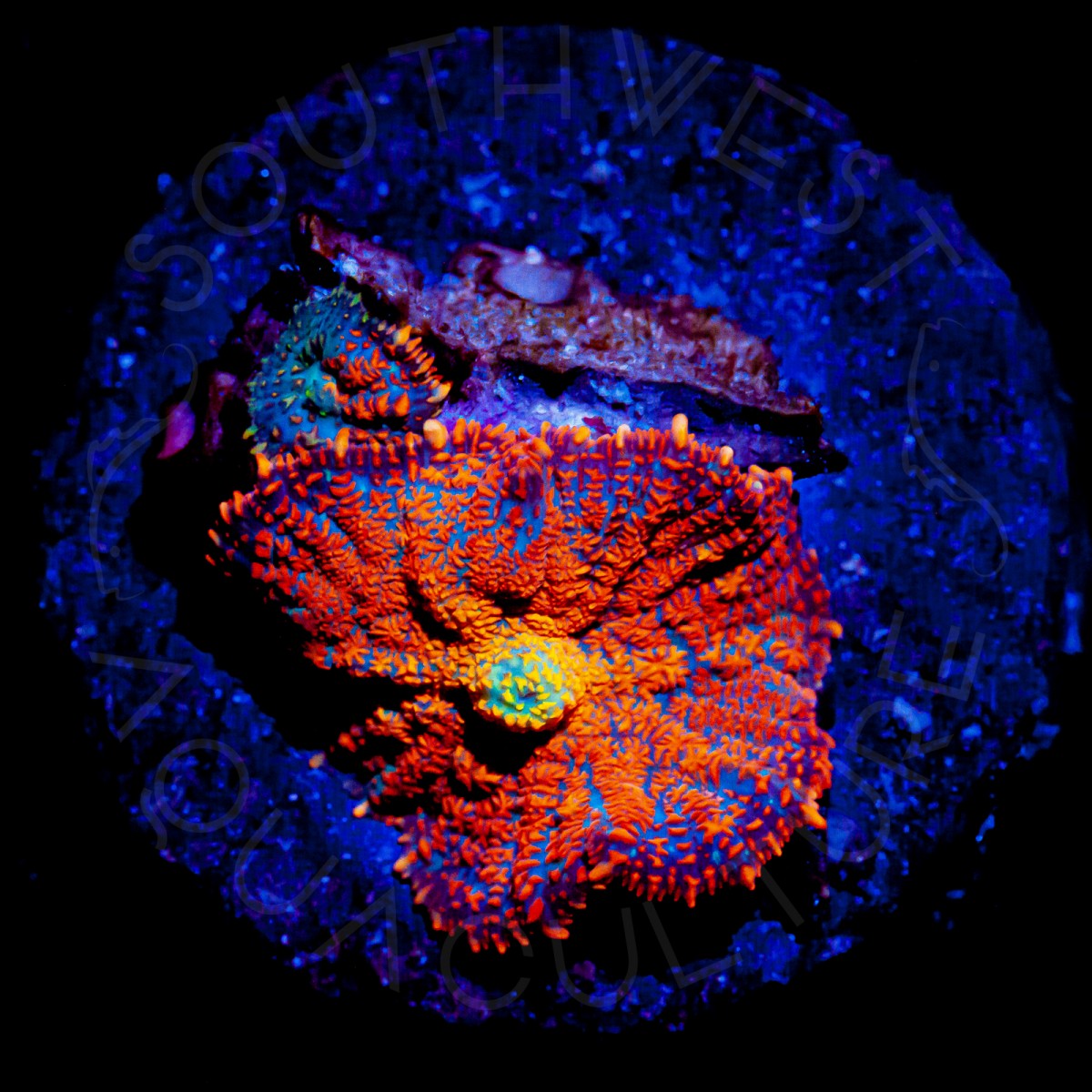 Bullseye Shroom 1 - WYSIWYG