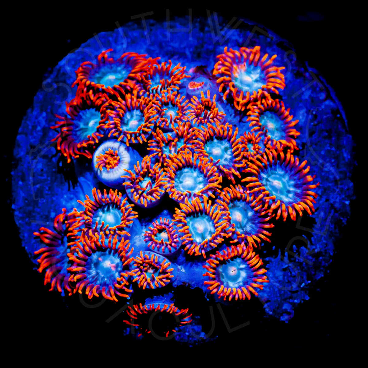 Fire & Ice Zoanthids - WYSIWYG