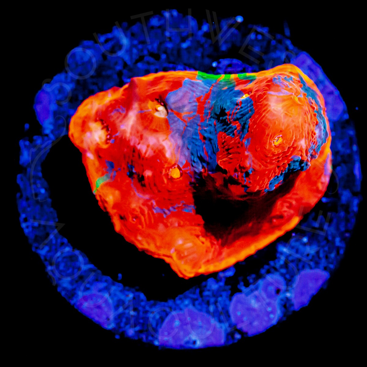 SWA Hot Lava Chalice - 3/4 Inch Frag