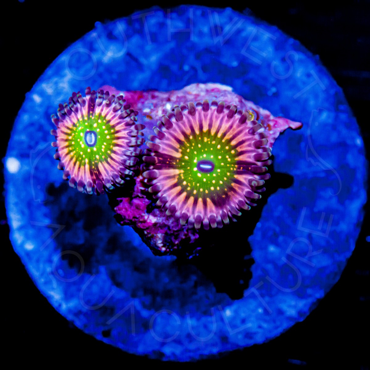 SWA Mosaic Zoanthids - WYSIWYG