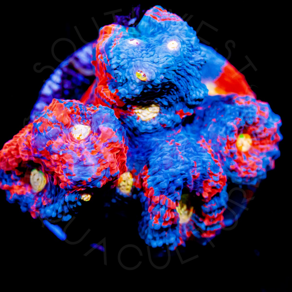 SWA Papa Smurf Chalice - 3/4 Inch Frag SWA Papa Smurf Chalice - 3/4 Inch Frag