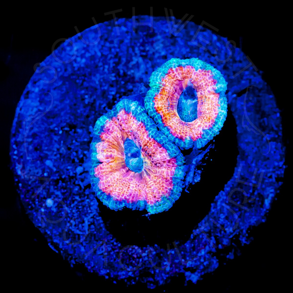 Pink Rim Micromussa 2 - WYSIWYG