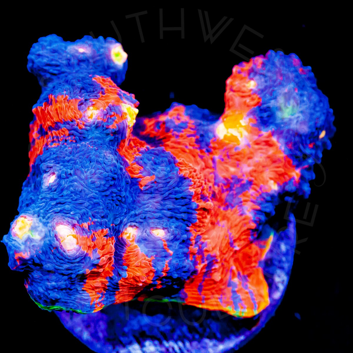 SWA Reactor Fuel Chalice - 3/4 Inch Frag