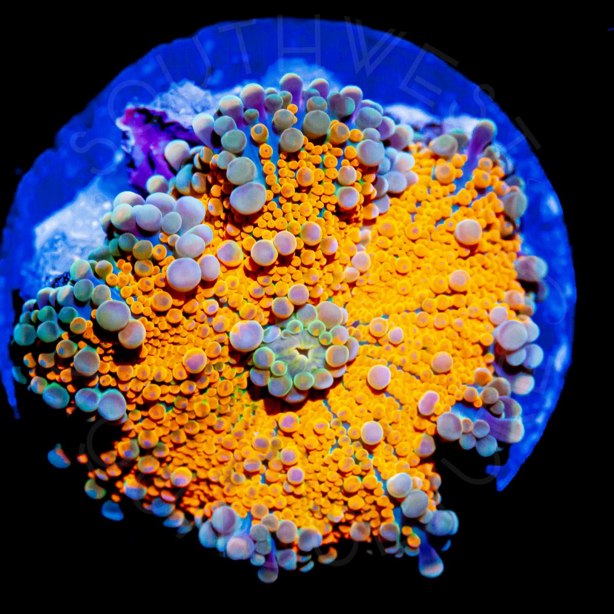 SWA Golden Yuma 1 - WYSIWYG