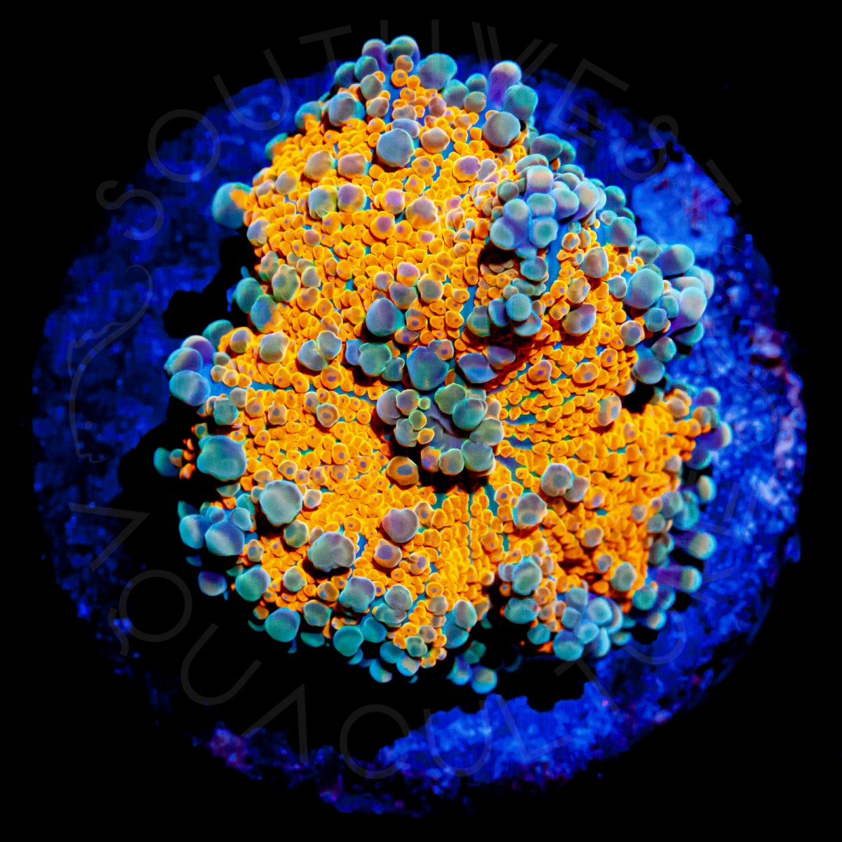 SWA Golden Yuma 2 - WYSIWYG