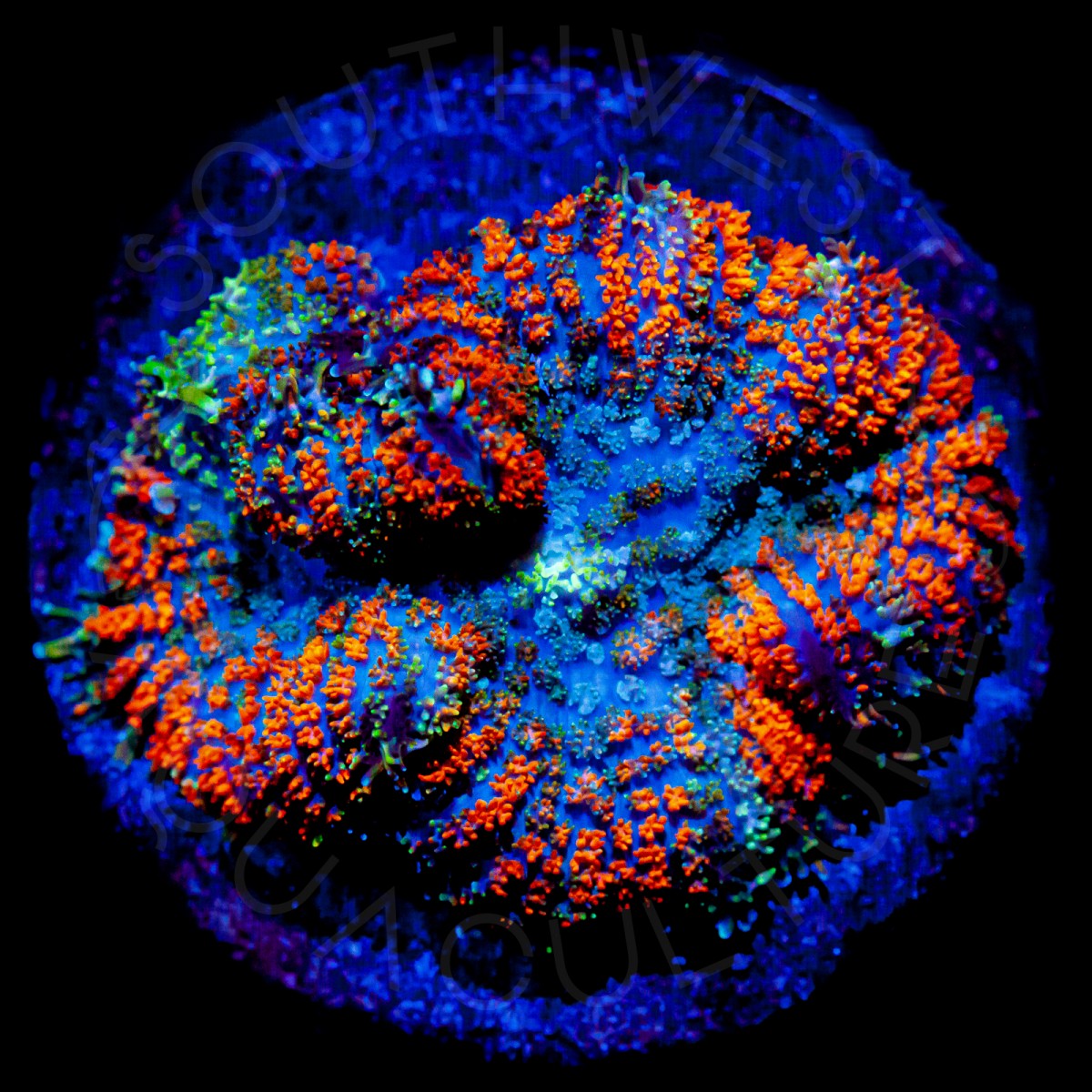 SWA Gumdrop Shroom 1 - WYSIWYG