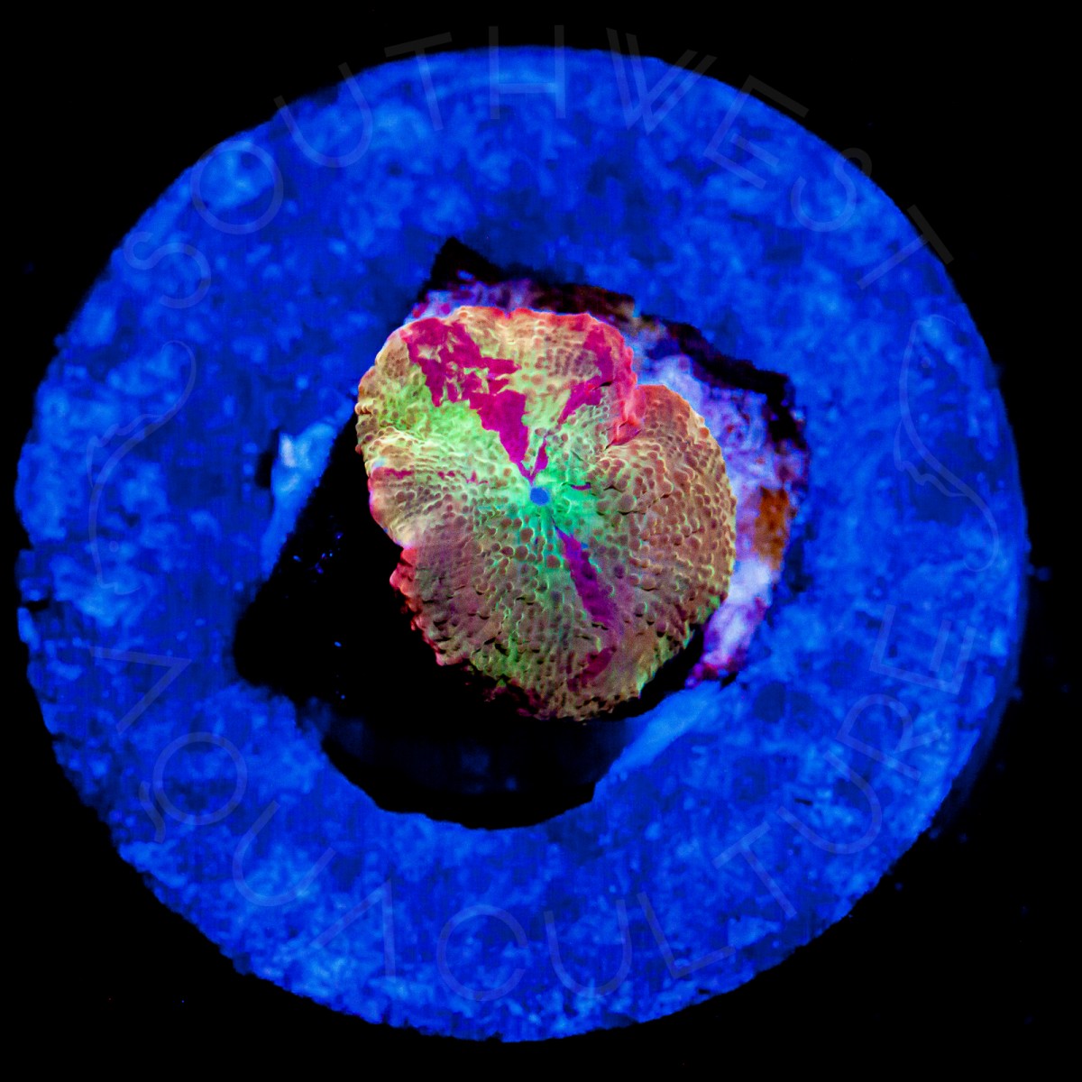 Unique Eclectus Shroom - WYSIWYG