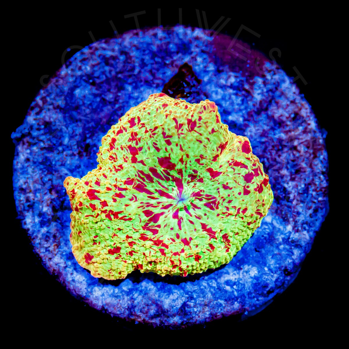 Unique Eclectus Shroom - WYSIWYG