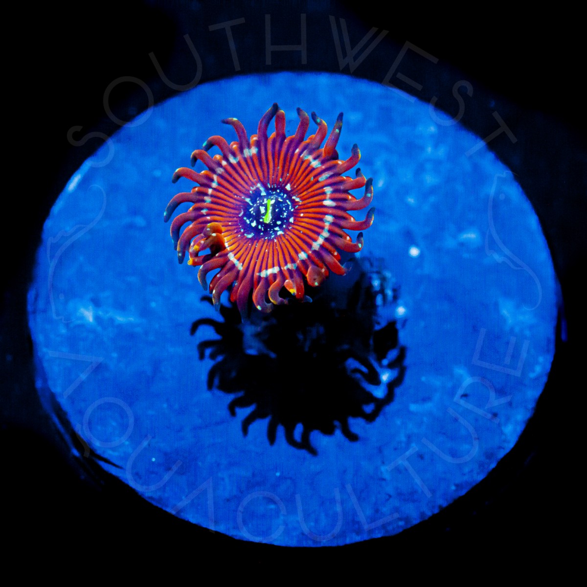 SWA Magic Morph Paly - WYSIWYG