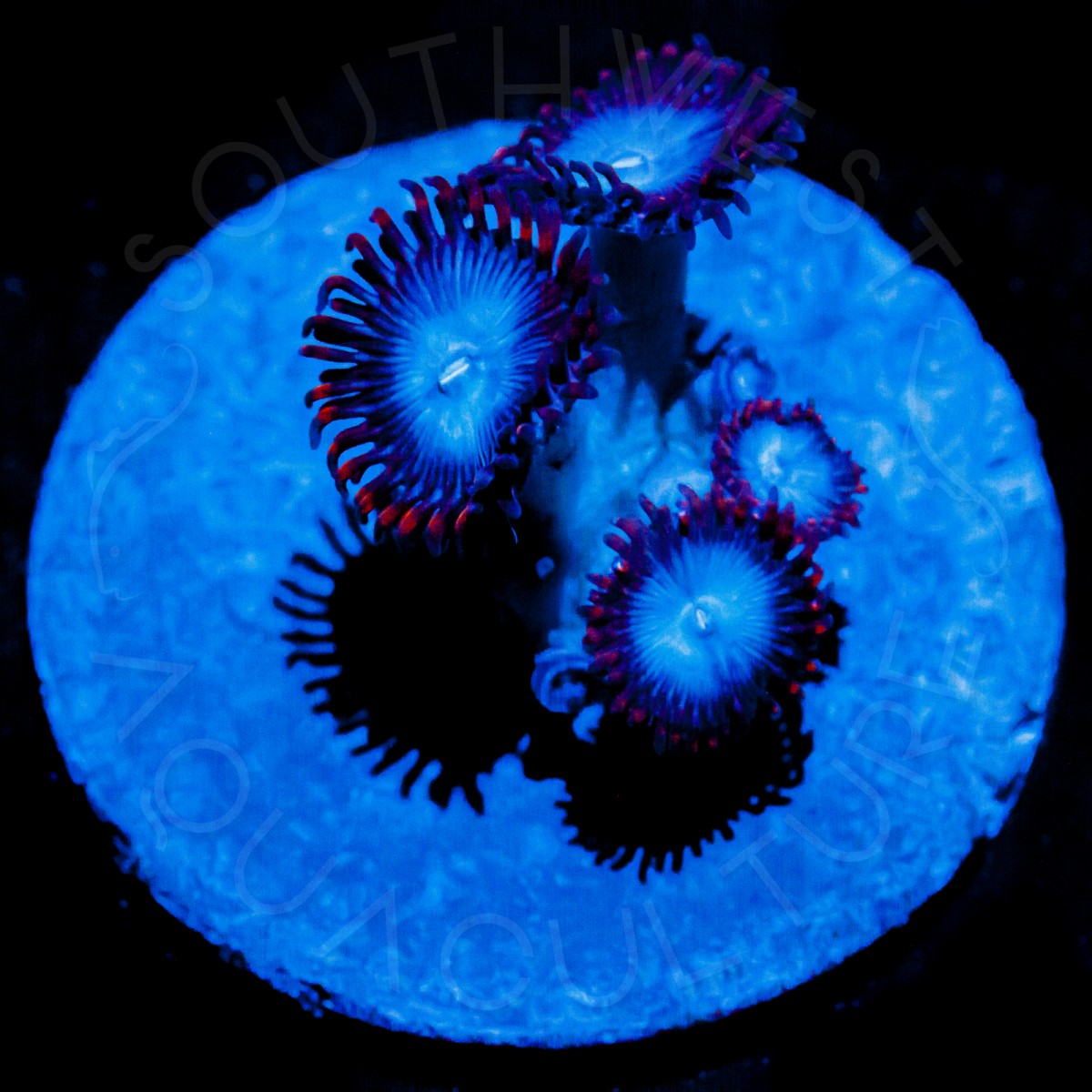 Spiderman Zoanthids - WYSIWYG