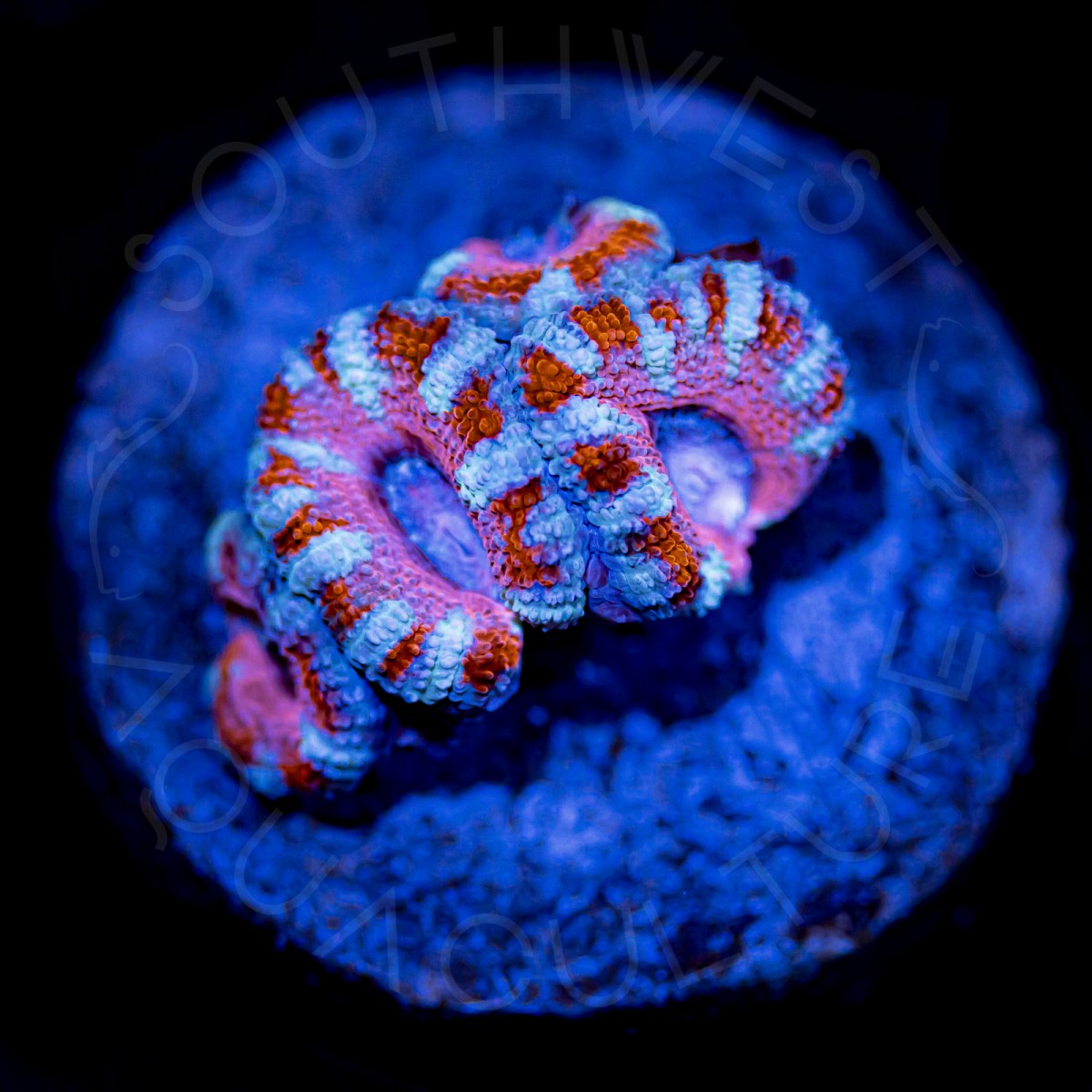 Cotton Candy Lord - WYSIWYG