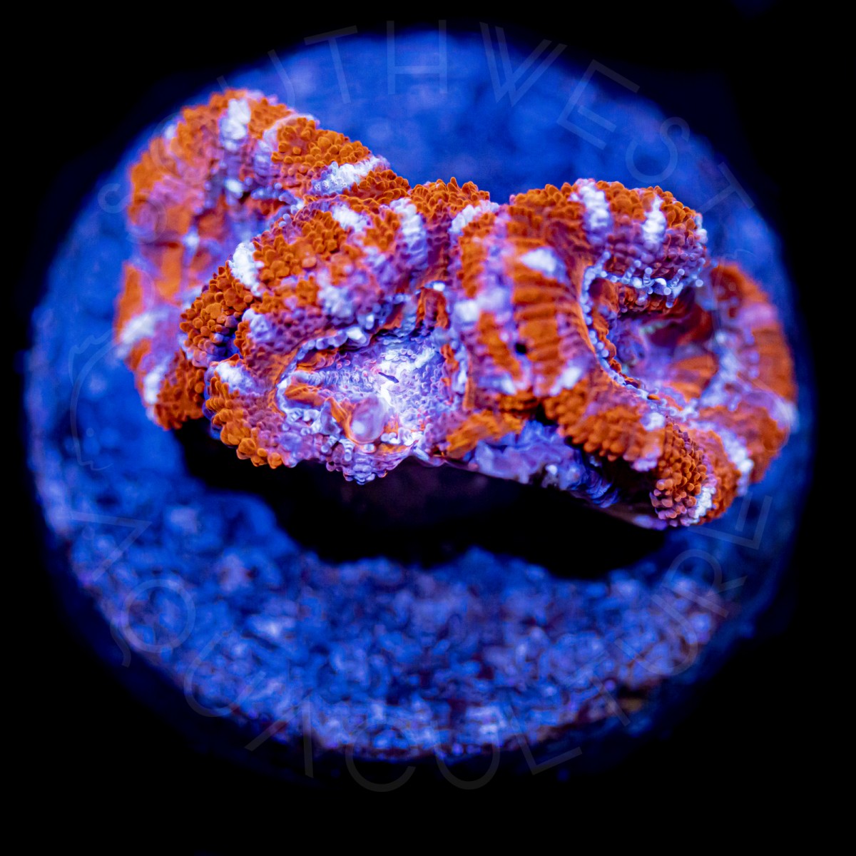 Acid Wash Lord - WYSIWYG