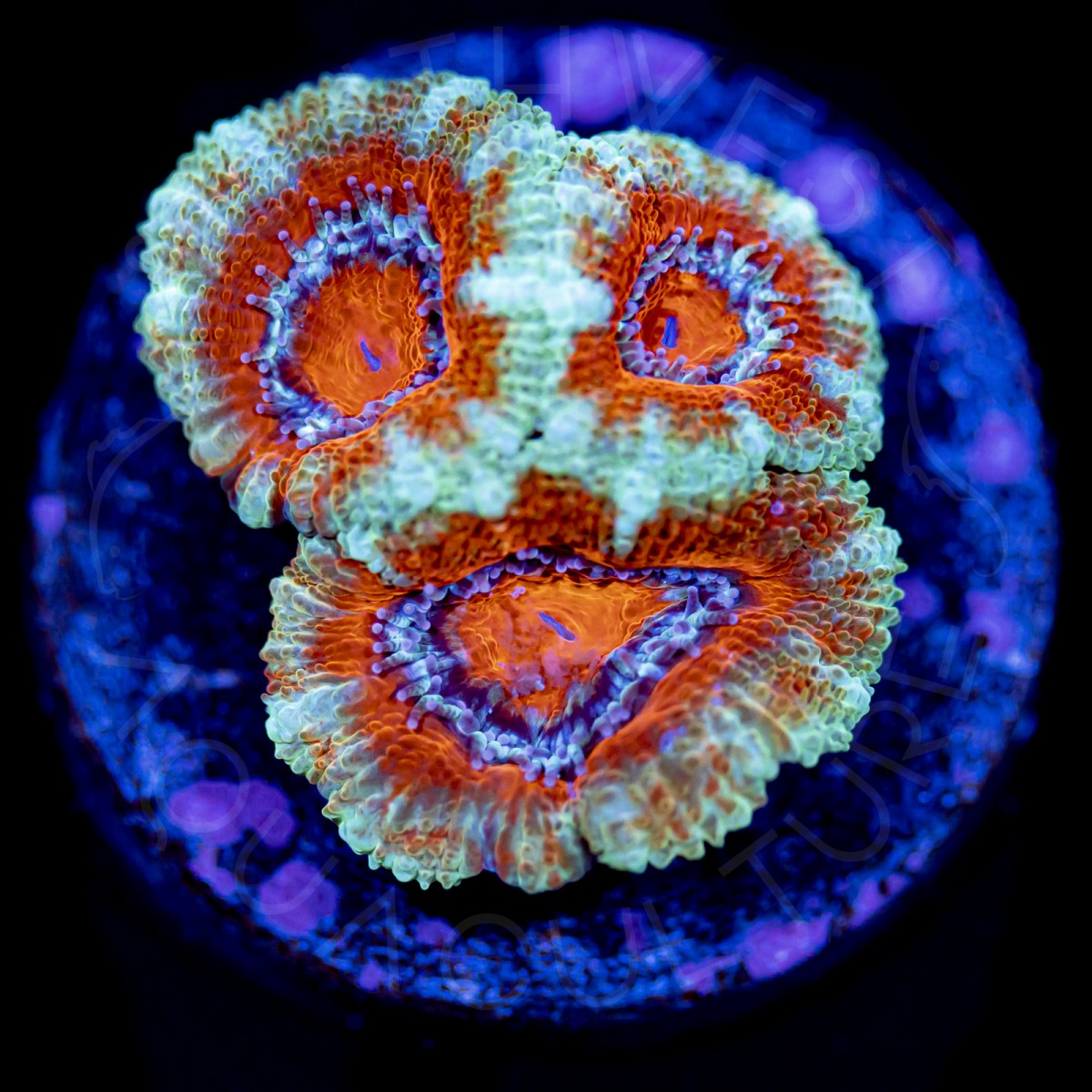 Green Margin Lord - WYSIWYG