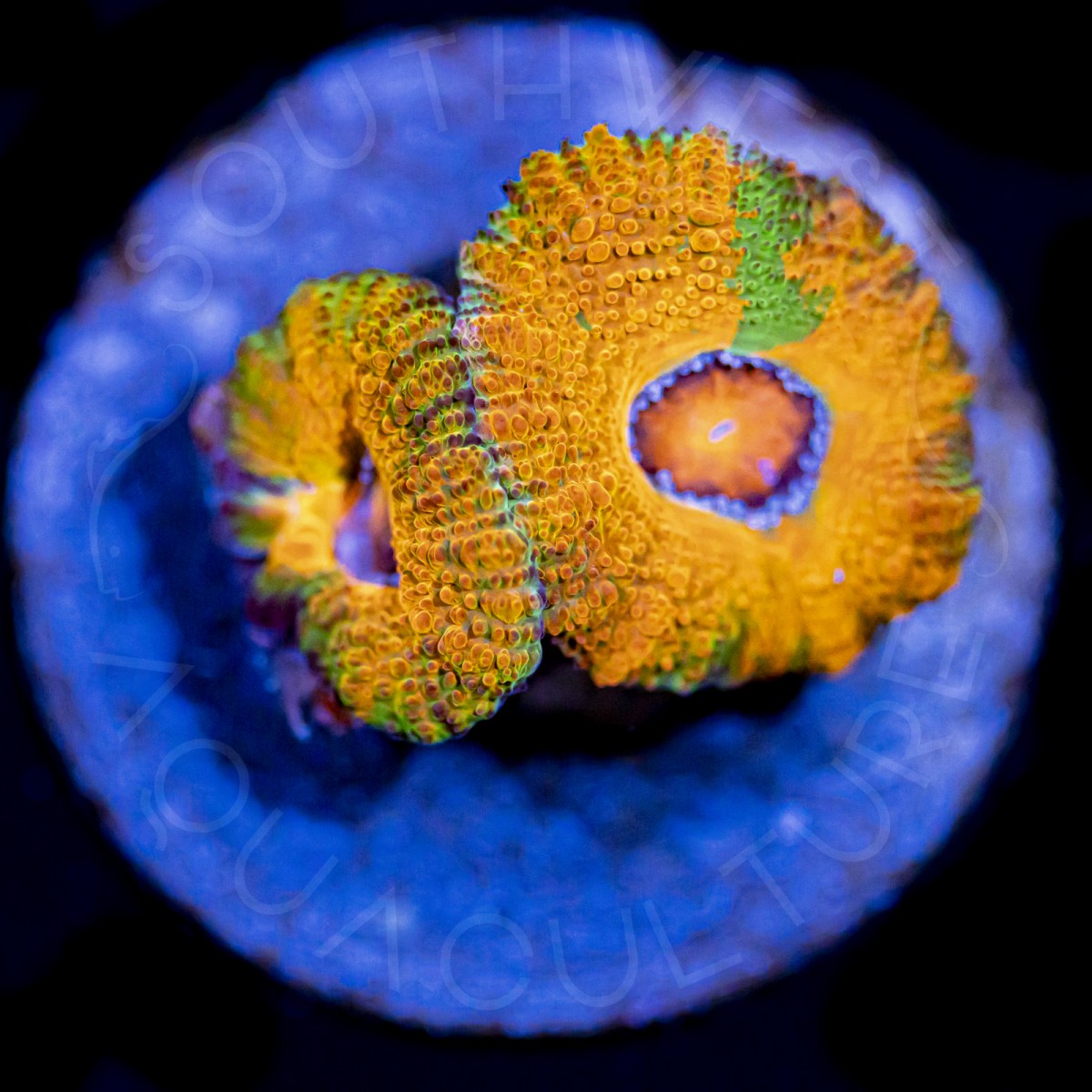 Unique Aussie Lord - WYSIWYG