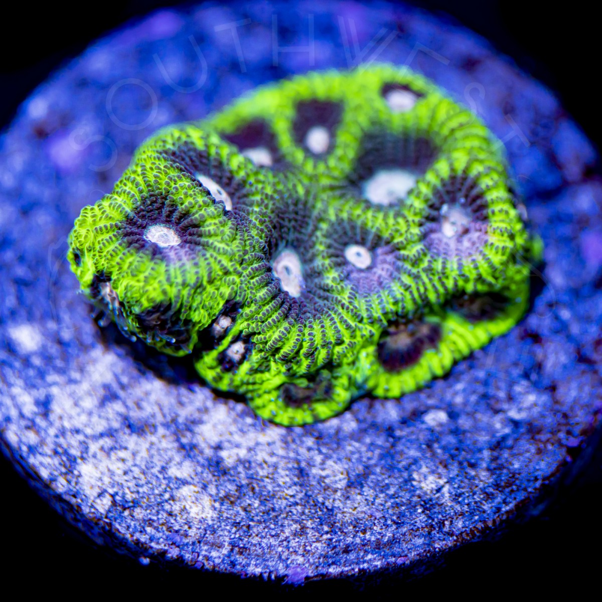 Alien Eye War Coral - WYSIWYG