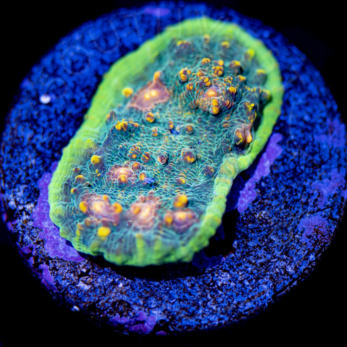 Sour Punch Chalice - WYSIWYG