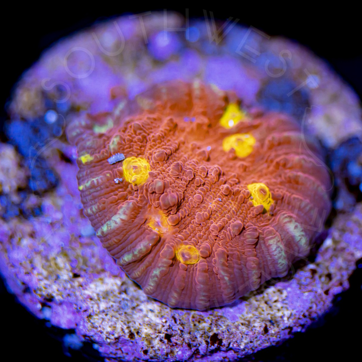 Golden Eye Chalice - WYSIWYG