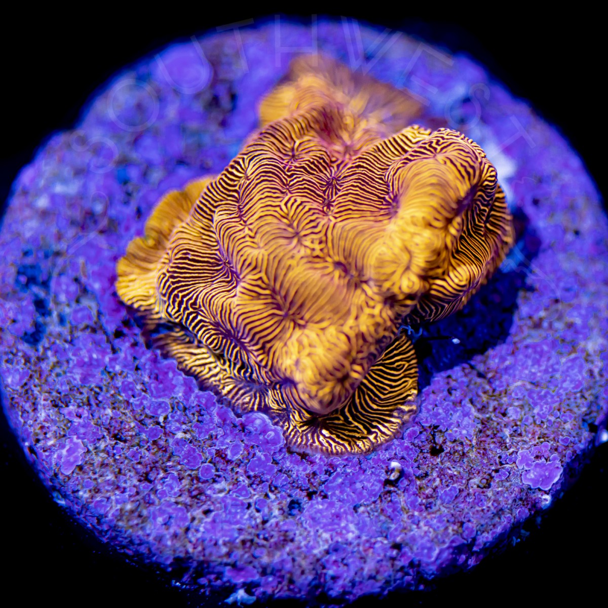 24K Leptoseris - WYSIWYG