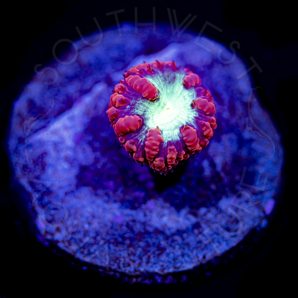 Royal Red Blasto - WYSIWYG