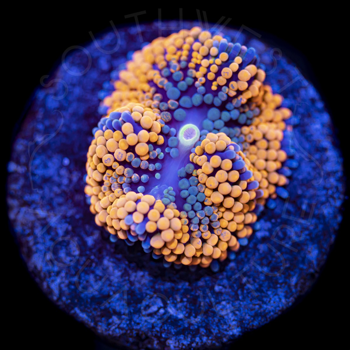 Ultra Ricordea Florida - WYSIWYG