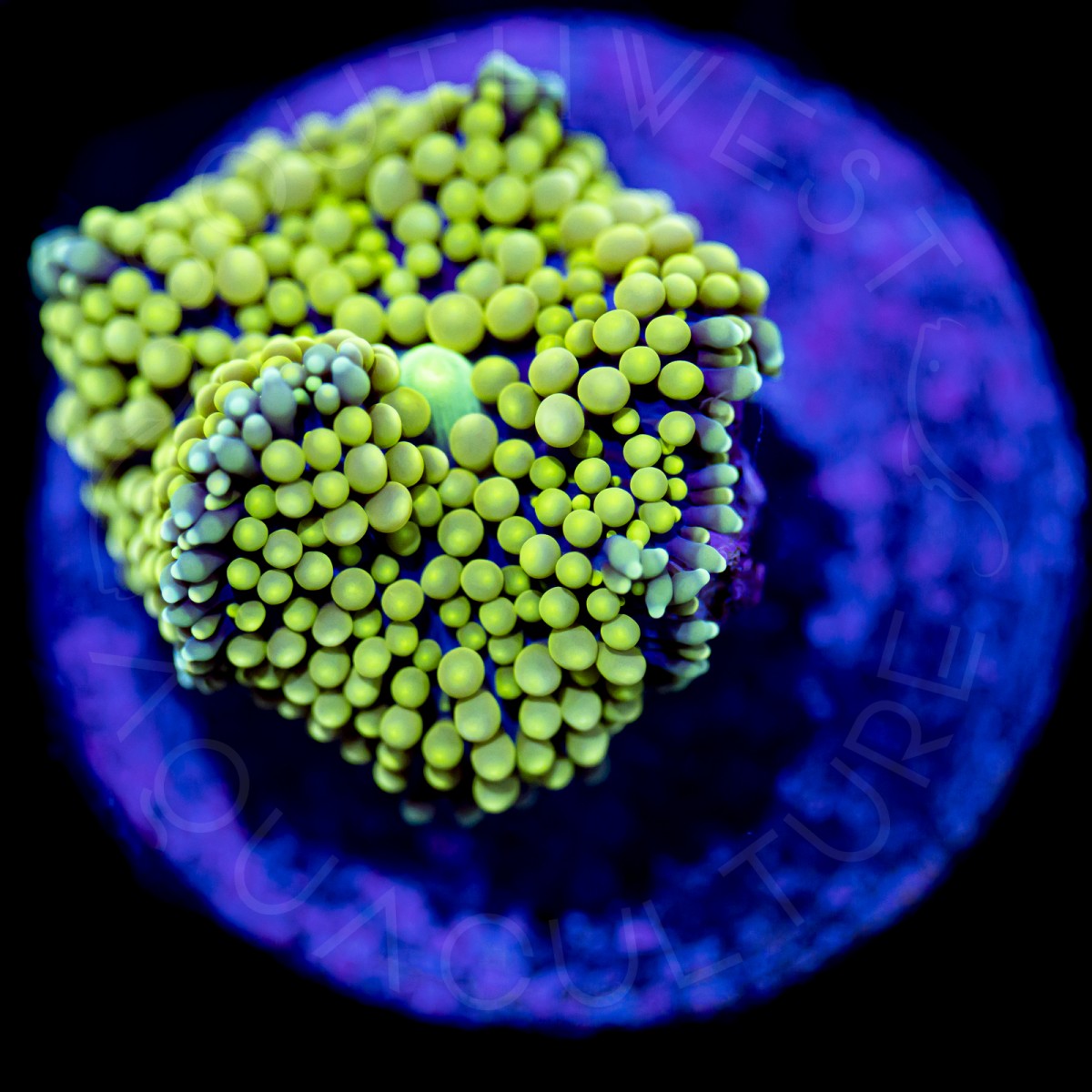 Ultra Ricordea Florida - WYSIWYG