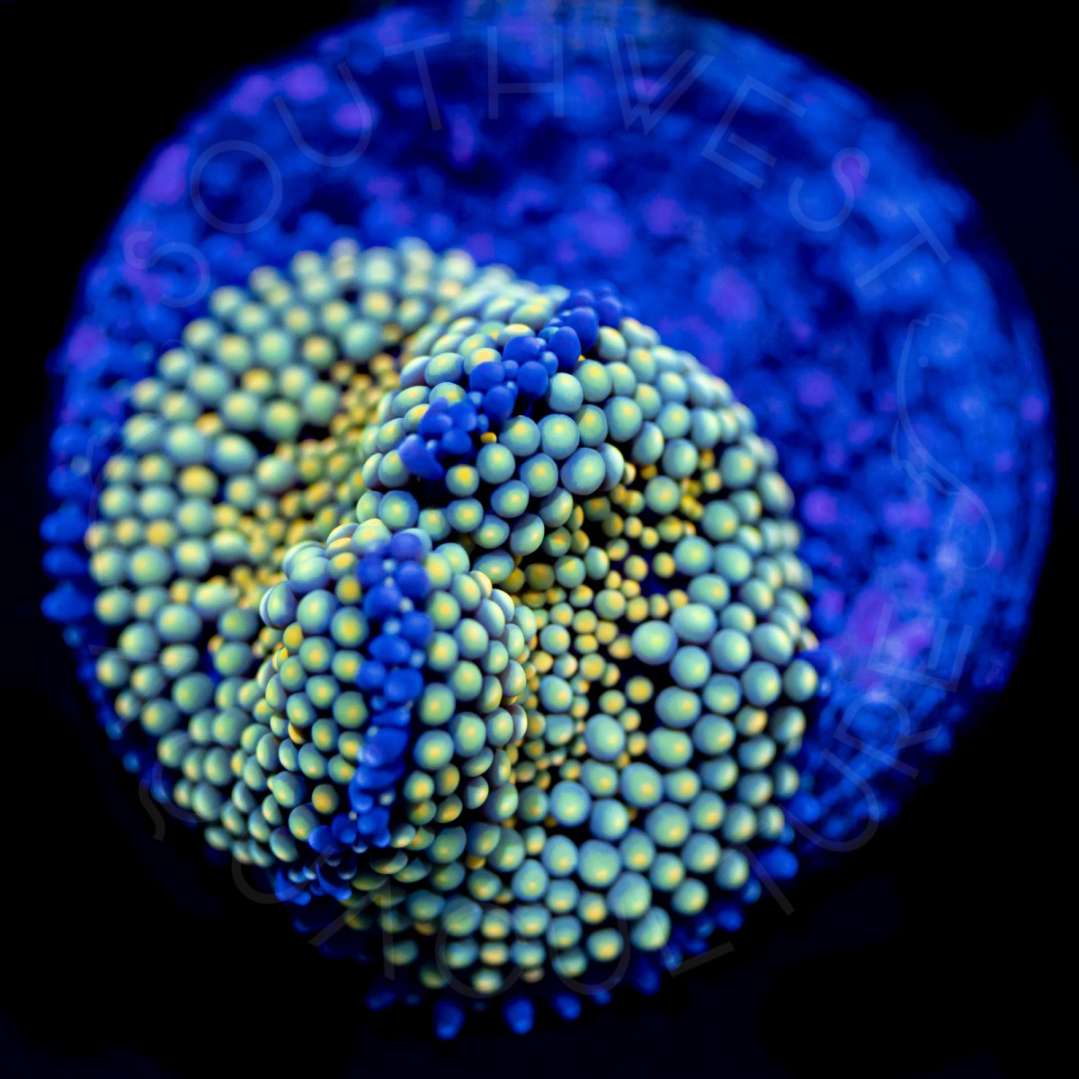 Ultra Ricordea Florida - WYSIWYG