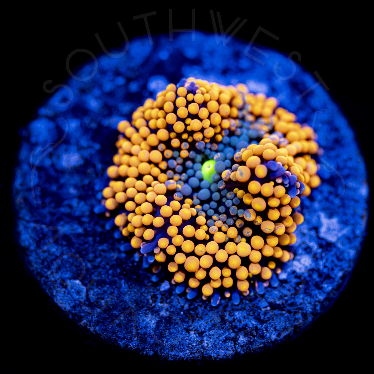 Ultra Ricordea Florida - WYSIWYG