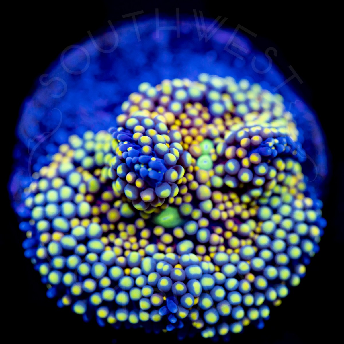 Ultra Ricordea Florida - WYSIWYG