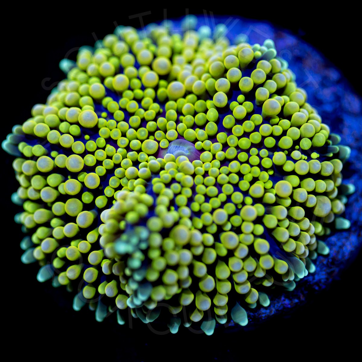 Ultra Ricordea Florida - WYSIWYG