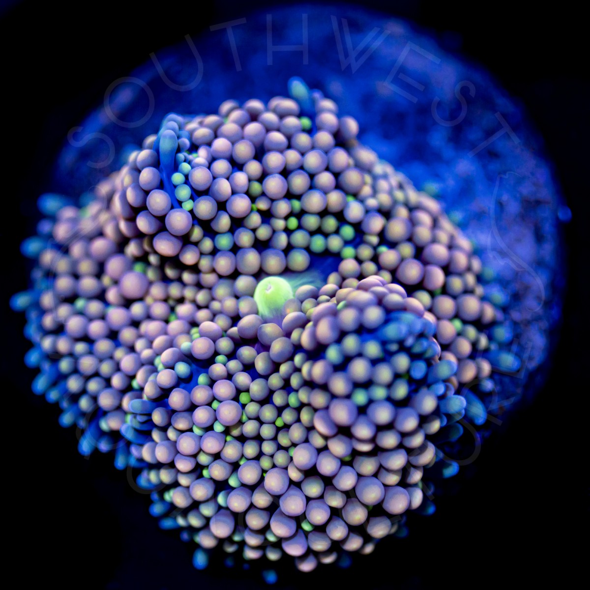 Ultra Ricordea Florida - WYSIWYG